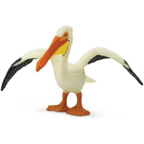 American white pelican - , by