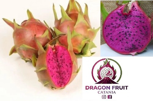 Pianta pitaya frutto del - pianta,